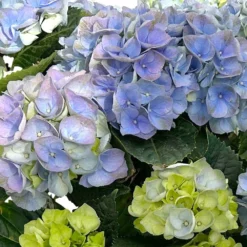 Kölle Gartenhortensie Ball Blau, 4/5 Liter Topf 13 Kölle Gartenhortensie Ball Blau, 4/5 Liter Topf -Angebote Gruen Trieb Store 0415100097 hydrangea mac ball blau 4 125074