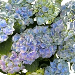 Kölle Gartenhortensie Ball Blau, 4/5 Liter Topf 12 Kölle Gartenhortensie Ball Blau, 4/5 Liter Topf -Angebote Gruen Trieb Store 0415100097 hydrangea mac ball blau 5 125073