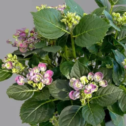 Gartenhortensie 'Curly Wurly®' Blau, 23cm Topf -Angebote Gruen Trieb Store 0415100382 hydrangea mac curly wurly blau 4 125080