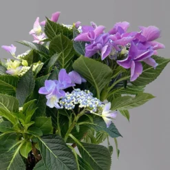 Kölle Tellerhortensie, Hydrangea Macropylla, Blau, Im 5 Lt. Topf -Angebote Gruen Trieb Store 0415100669 hydrangea mac teller blau 1 125088