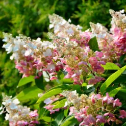 Rispenhortensie 'Pinky Winky'® DVP PinkyⓈ 30/40 Cm, Im 5 L Topf