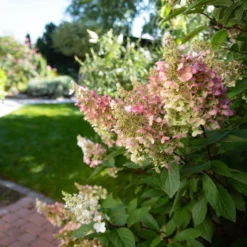 Rispenhortensie 'Pinky Winky'® DVP PinkyⓈ 30/40 Cm, Im 5 L Topf -Angebote Gruen Trieb Store 0415300075 Hydrangea Pinky Winky 2 126715