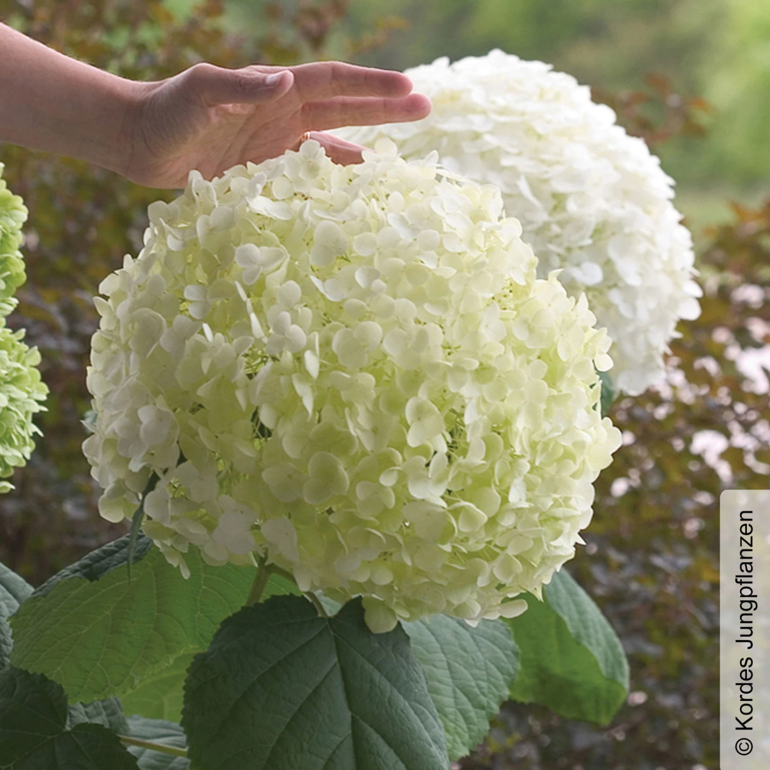 Schneeballhortensie 'Strong Annabelle'®, Weiß, 3er-Set, Höhe 40-60 Cm, Topf 5 L 3 Schneeballhortensie 'Strong Annabelle'®, Weiß, 3er-Set, Höhe 40-60 Cm, Topf 5 L – Bild 3