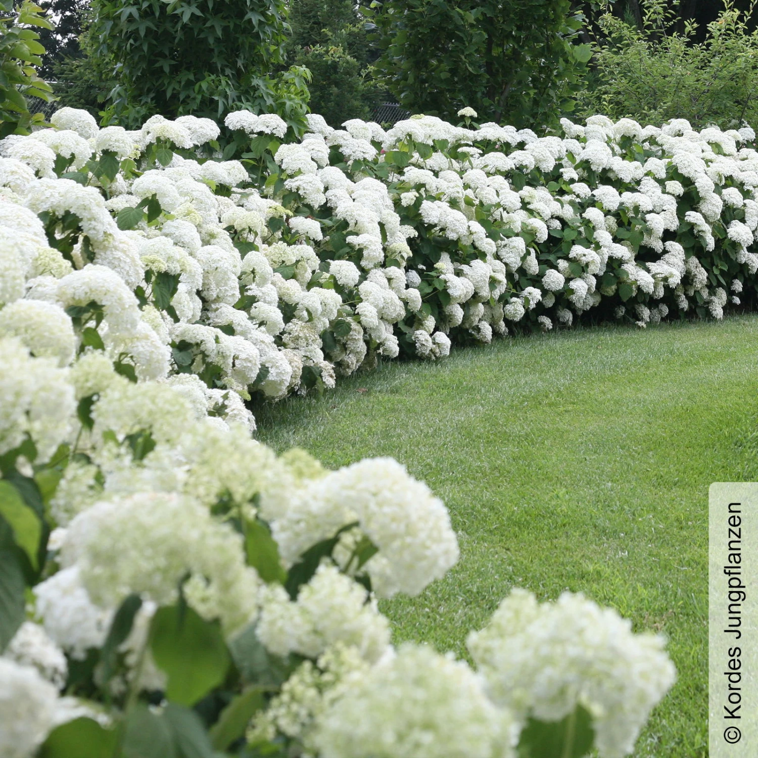 Schneeballhortensie 'Strong Annabelle'®, Weiß, 3er-Set, Höhe 40-60 Cm, Topf 5 L 2 Schneeballhortensie 'Strong Annabelle'®, Weiß, 3er-Set, Höhe 40-60 Cm, Topf 5 L – Bild 2