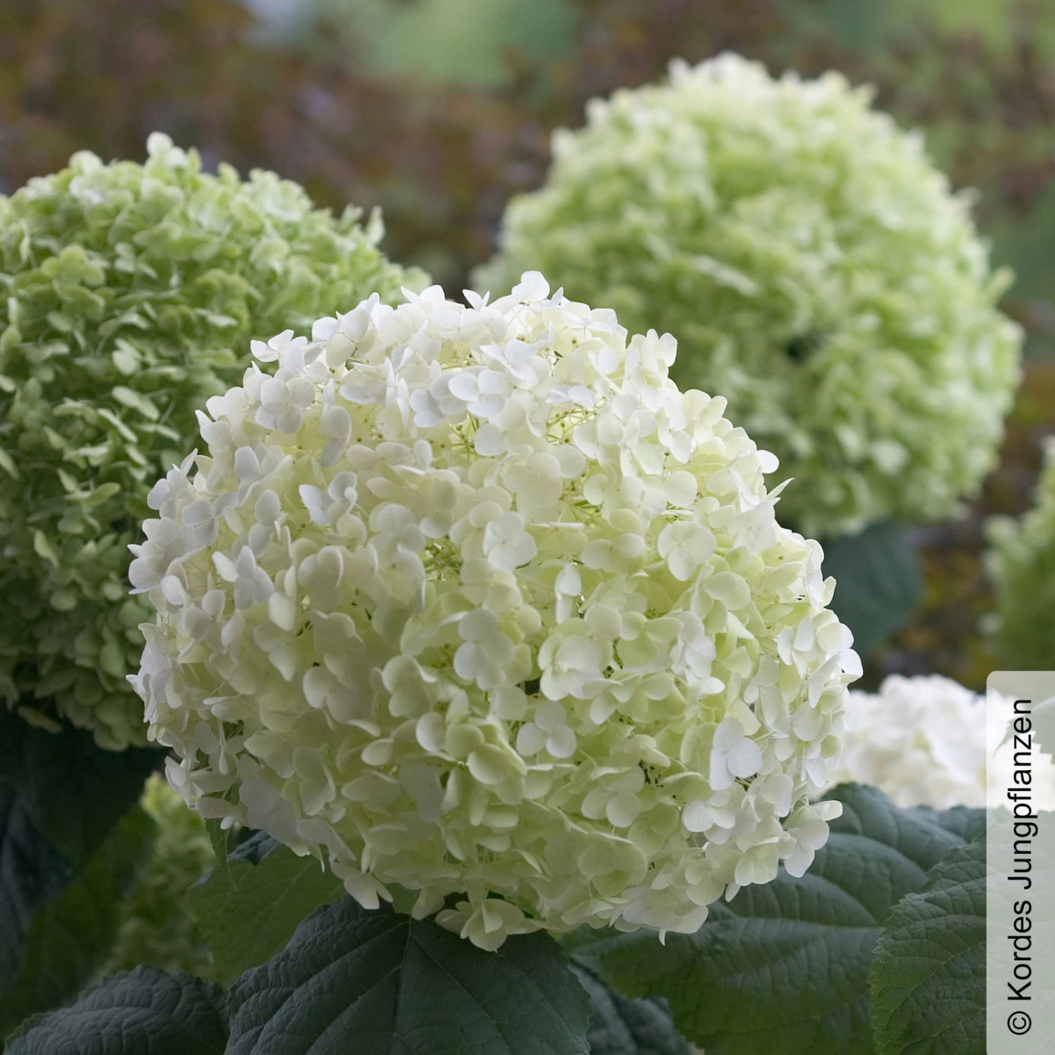 Schneeballhortensie 'Strong Annabelle'®, Weiß, 3er-Set, Höhe 40-60 Cm, Topf 5 L 1 Schneeballhortensie 'Strong Annabelle'®, Weiß, 3er-Set, Höhe 40-60 Cm, Topf 5 L