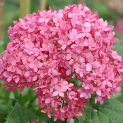 Gehölz-Set Gartenhortensien Weiß/rosa, 3er-Set, Topf Je 4,6 Liter -Angebote Gruen Trieb Store 0415300264 Kollektion Rispenhortensien rosa rot 1 83149