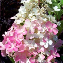 Gehölz-Set Gartenhortensien Weiß/rosa, 3er-Set, Topf Je 4,6 Liter -Angebote Gruen Trieb Store 0415300264 Kollektion Rispenhortensien rosa rot 2 83150