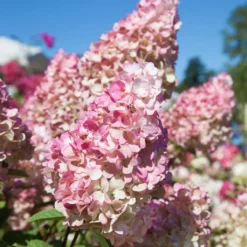 Gehölz-Set Gartenhortensien Weiß/rosa, 3er-Set, Topf Je 4,6 Liter -Angebote Gruen Trieb Store 0415300264 Kollektion Rispenhortensien rosa rot 3 83148