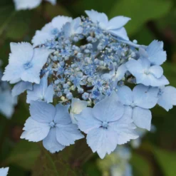 Angebote Gruen Trieb Store -Angebote Gruen Trieb Store 0415500167 Hydrangea serrata Blue Deckle Blue Bird 1 104397