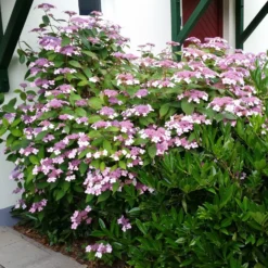 Japanische Berg-Hortensien 'Blue Deckle' & 'Blue Bird', 2er-Set, Topf 4 Liter 9 Japanische Berg-Hortensien 'Blue Deckle' & 'Blue Bird', 2er-Set, Topf 4 Liter -Angebote Gruen Trieb Store 0415500167 Hydrangea serrata Blue Deckle Blue Bird 2 104398