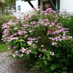 Japanische Berg-Hortensien 'Blue Deckle' & 'Blue Bird', 2er-Set, Topf 4 Liter 10 Japanische Berg-Hortensien 'Blue Deckle' & 'Blue Bird', 2er-Set, Topf 4 Liter -Angebote Gruen Trieb Store 0415500167 Hydrangea serrata Blue Deckle Blue Bird 3 104399