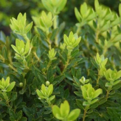 Rhododendron 'Bloombux'® Pink, 6er-Set, Höhe 20-25 Cm, Topf 2 Liter -Angebote Gruen Trieb Store 0420500424 Bloombux Pink 6er Set 2 98926