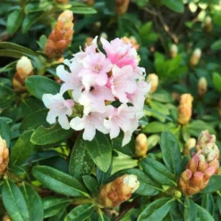 Rhododendron 'Bloombux'® Pink, 6er-Set, Höhe 20-25 Cm, Topf 2 Liter -Angebote Gruen Trieb Store 0420500424 Bloombux Pink 6er Set 5 98924