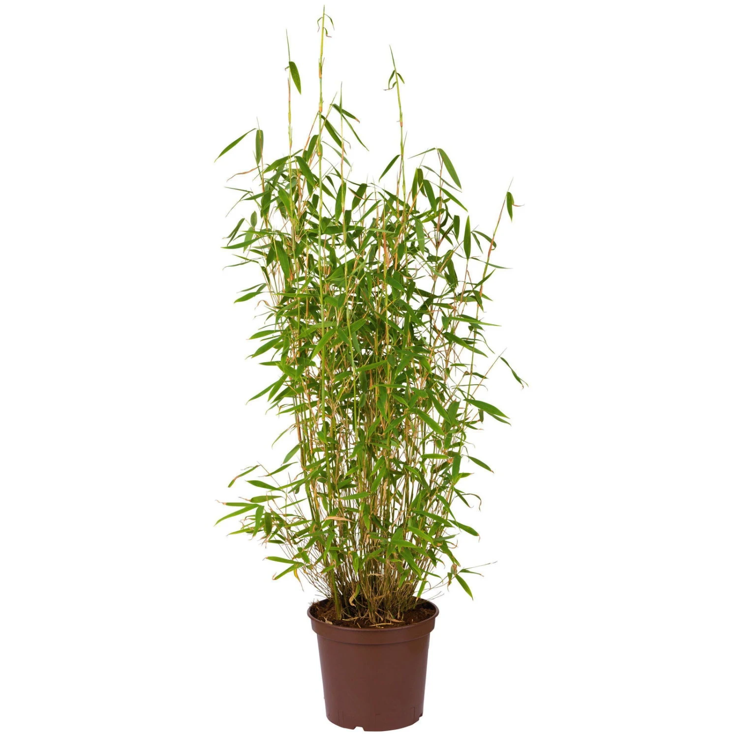 Bambus Fargesia 'Jumbo', 2er-Set, Höhe 80-100 Cm, Topf 10 Liter 2 Bambus Fargesia 'Jumbo', 2er-Set, Höhe 80-100 Cm, Topf 10 Liter – Bild 2