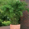 Bambus Fargesia 'Jumbo', 2er-Set, Höhe 40-60 Cm, Topf 5 Liter