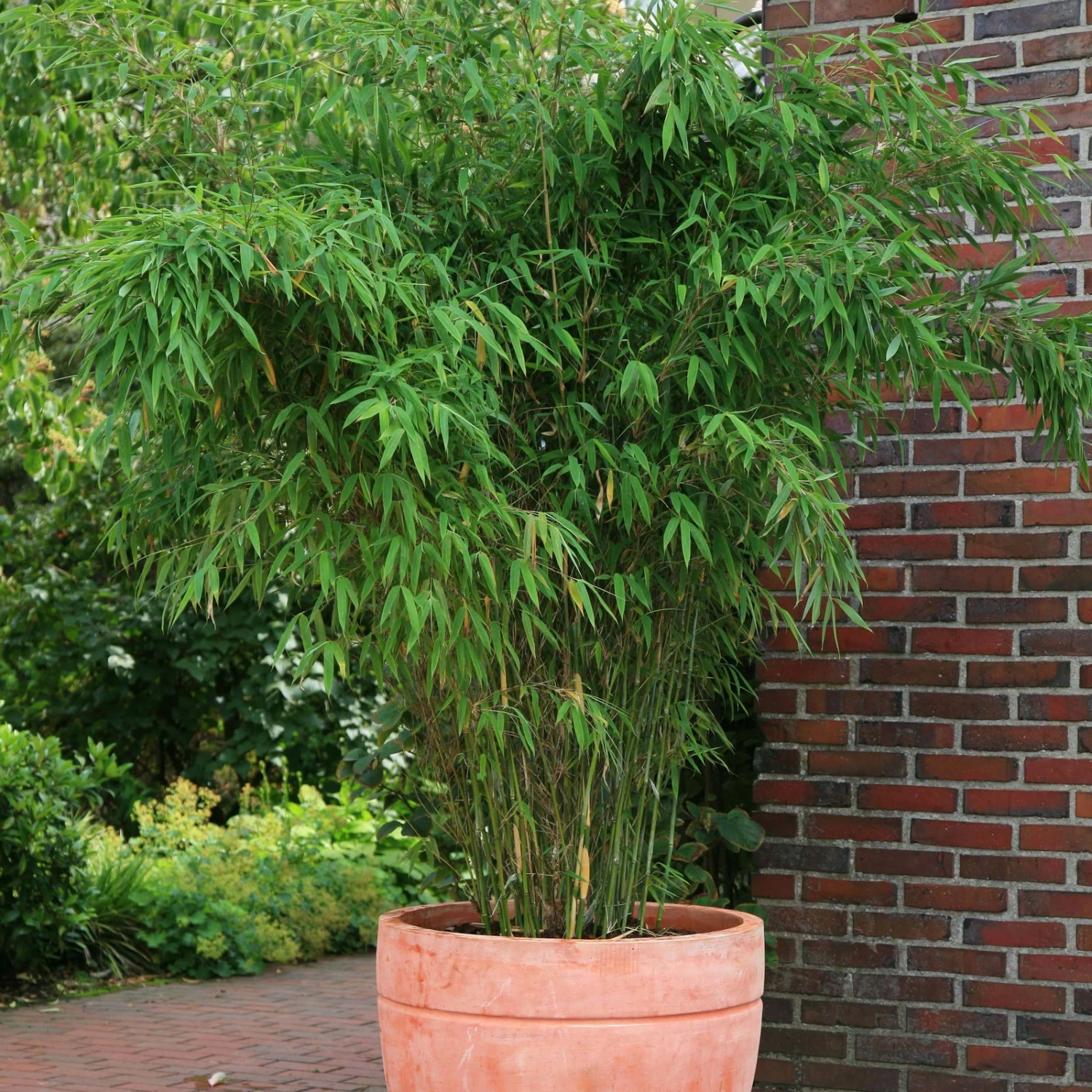 Bambus-Hecken-Set Fargesia 'Jumbo', 15er-Set, Höhe 80-100 Cm, Topf 10 Liter 1 Bambus-Hecken-Set Fargesia 'Jumbo', 15er-Set, Höhe 80-100 Cm, Topf 10 Liter