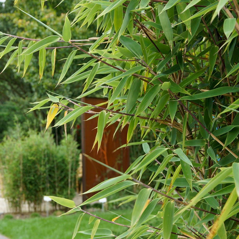 Roter Zebrabambus "Red Zebra"®, 10er-Set, Höhe 80-100 Cm, Topf 15 Liter 1 Roter Zebrabambus "Red Zebra"®, 10er-Set, Höhe 80-100 Cm, Topf 15 Liter