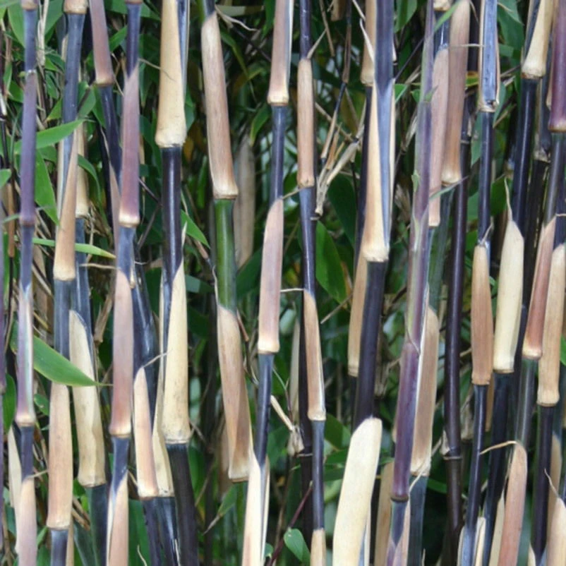 Roter Zebrabambus "Red Zebra"®, 10er-Set, Höhe 80-100 Cm, Topf 15 Liter 2 Roter Zebrabambus "Red Zebra"®, 10er-Set, Höhe 80-100 Cm, Topf 15 Liter – Bild 2