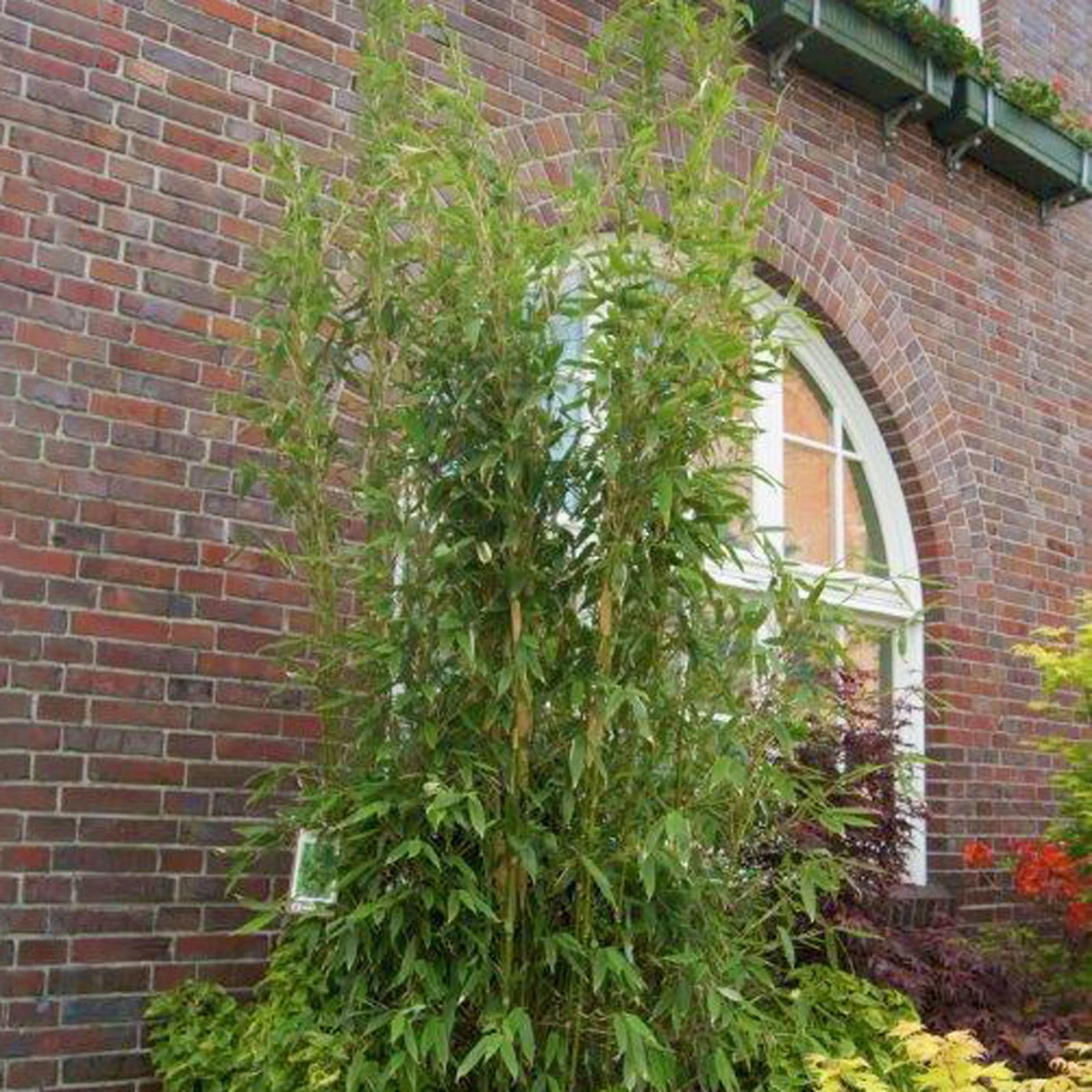 Säulenbambus 'Maasai'EUⓈ, 40er-Set, Höhe Ca. 80-100 Cm, Topf 10 Liter 1 Säulenbambus 'Maasai'EUⓈ, 40er-Set, Höhe Ca. 80-100 Cm, Topf 10 Liter