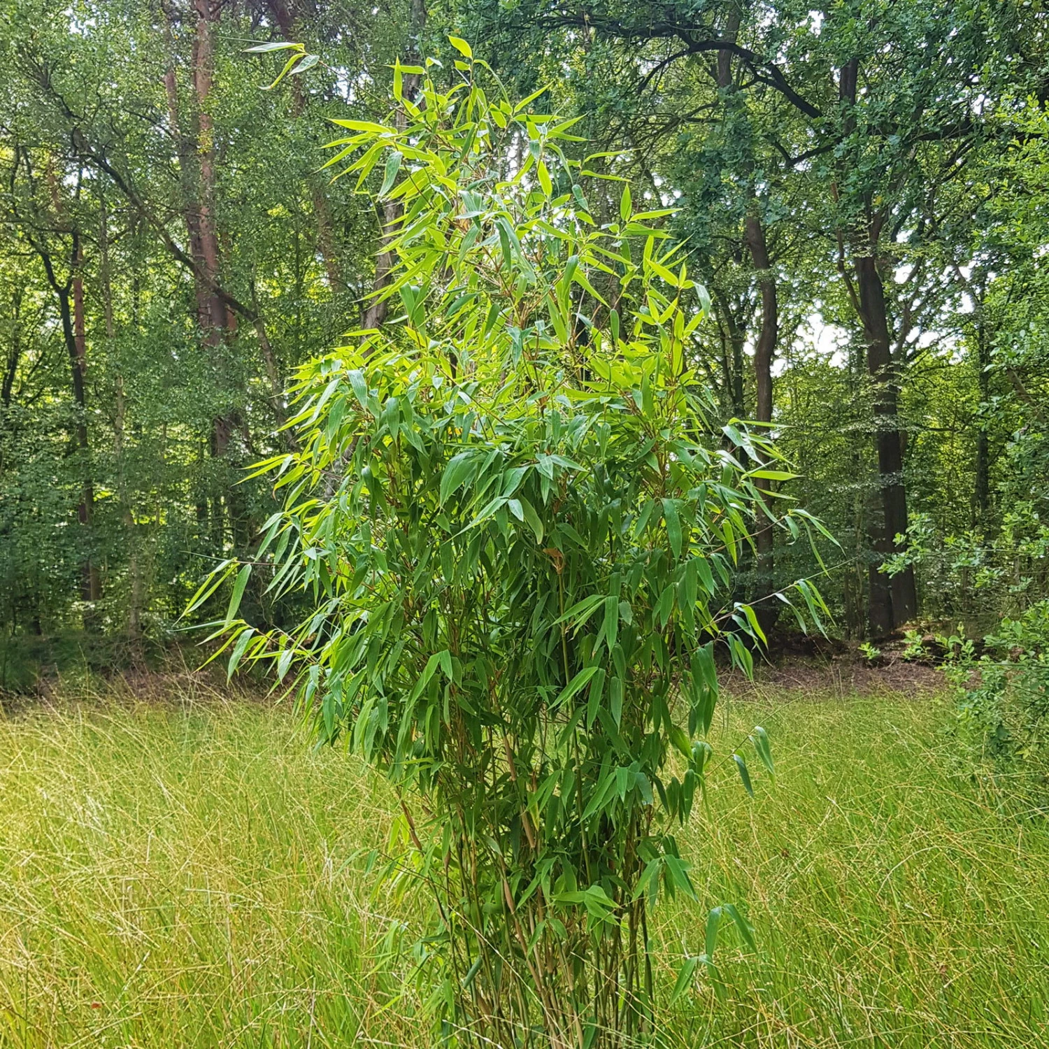 Elfenbein-Bambus 'Ivory Ibis'® (Japo 55' EU-S), 30er-Set, Höhe 80-100 Cm 3 Elfenbein-Bambus 'Ivory Ibis'® (Japo 55' EU-S), 30er-Set, Höhe 80-100 Cm – Bild 3