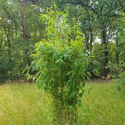 Elfenbein-Bambus 'Ivory Ibis'® (Japo 55' EU-S), 20er-Set, Höhe 80-100 Cm -Angebote Gruen Trieb Store 0425100383 0425100384 Fargesia Ivory Ibis 080100 WEB 2 94511