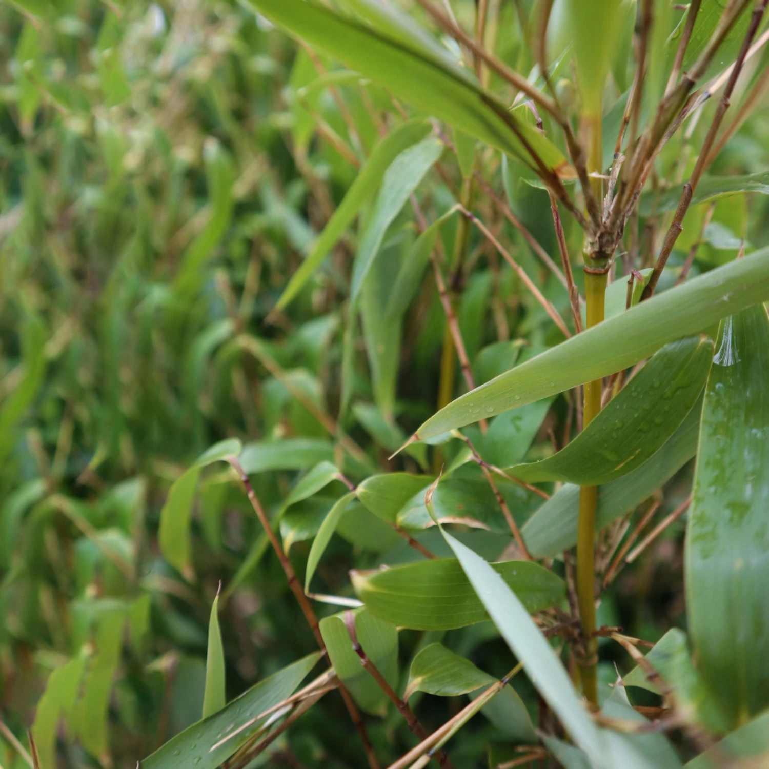 Elfenbein-Bambus 'Ivory Ibis'® (Japo 55' EU-S), 30er-Set, Höhe 80-100 Cm 4 Elfenbein-Bambus 'Ivory Ibis'® (Japo 55' EU-S), 30er-Set, Höhe 80-100 Cm – Bild 4