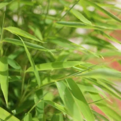 Bambus 'Lolliloops'(S), 2er-Set, Topf 5 Liter -Angebote Gruen Trieb Store 0425100442 Fargesia mur Lolliloops 2er Set 3 104791