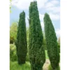 Taxus Baccata "Fastigiata Robusta", 60/70 Cm Im 10 Liter Topf