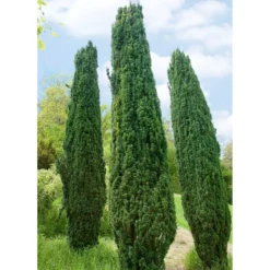 Taxus Baccata "Fastigiata Robusta", 60/70 Cm Im 10 Liter Topf