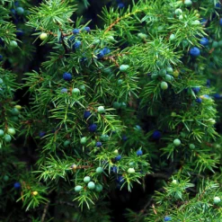 Gemeiner Wacholder, Höhe 60-70 Cm, Topf 7,5 Liter