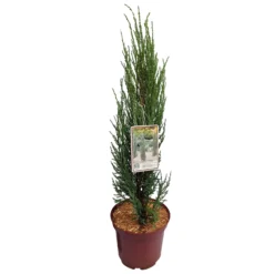 Blauer Raketenwacholder 'Blue Arrow', Höhe 50-60cm, Topf 5 Liter, 2er-Set -Angebote Gruen Trieb Store 0430107577 Juniperus scop Blue Arrow 2er Set 050060 Co5lt 1 119941