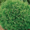 Thuja Occidentalis 'Danica', Kugel-Lebensbaum, 10er-Set, Höhe 20-30 Cm, Topf 2 L