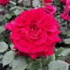 Stammrose 'Bellevue'®, Edelrose, Stammhöhe 60cm Im 7,5 Liter Topf