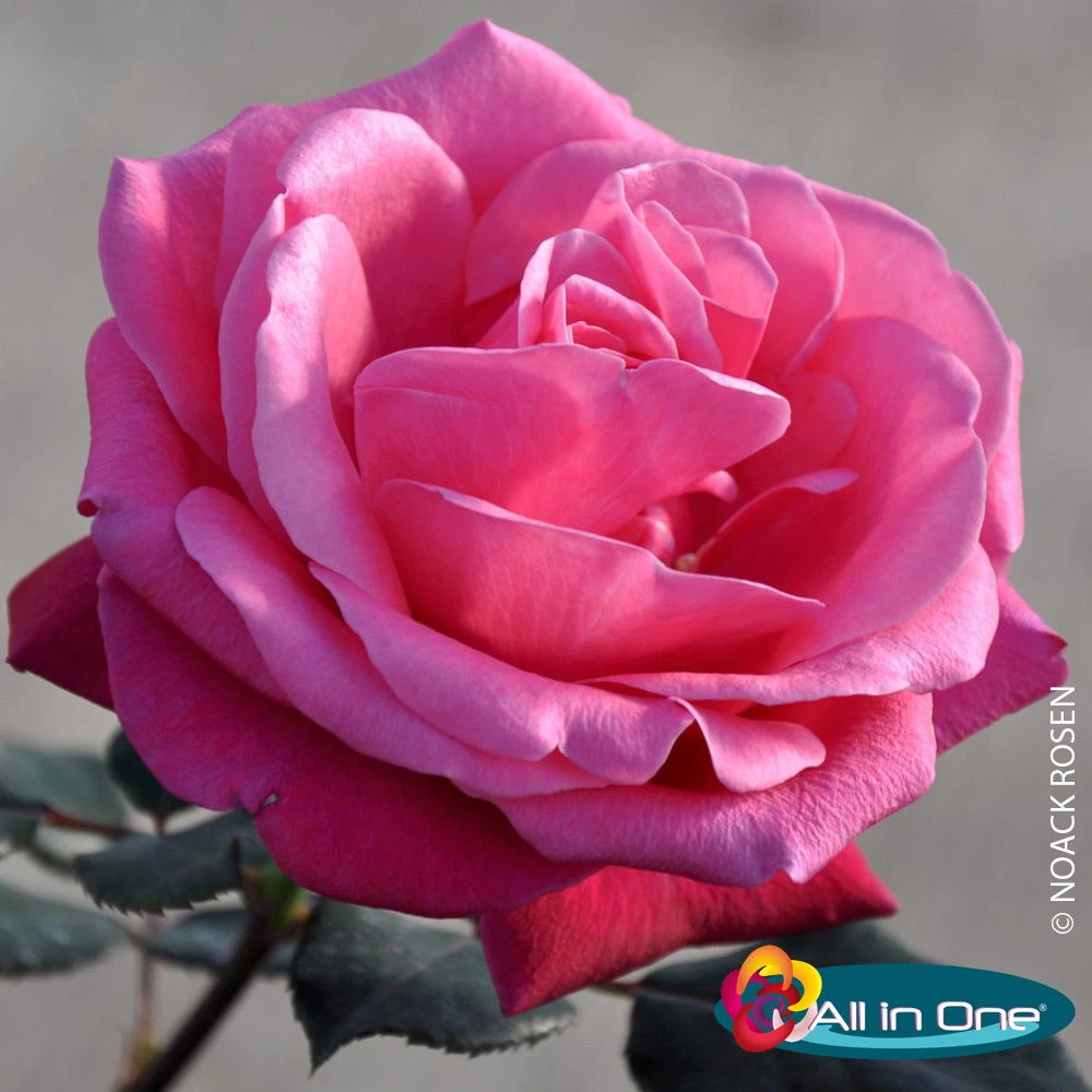 Stammrose 'Charisma'®, Edelrose, Stammhöhe 60cm Im 7,5 Lt. Topf 2 Stammrose 'Charisma'®, Edelrose, Stammhöhe 60cm Im 7,5 Lt. Topf – Bild 2