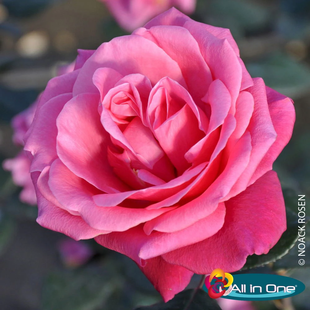 Stammrose 'Charisma'®, Edelrose, Stammhöhe 60cm Im 7,5 Lt. Topf 1 Stammrose 'Charisma'®, Edelrose, Stammhöhe 60cm Im 7,5 Lt. Topf