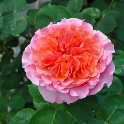 Stammrose 'Käthchen Von Heilbronn'®, Edelrose, Stammhöhe 60cm Im 7,5 Liter Topf -Angebote Gruen Trieb Store 0460100700 KB Kaethchen von Heilbronn Edelrose Co 6lt4 65420