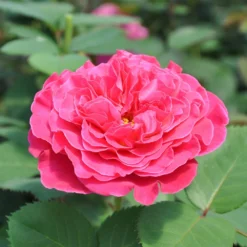 Duftende Edelrose 'Kölle's Rosensymphonie'®, Pink, Doppelbogen, Topf 7,5 Liter -Angebote Gruen Trieb Store 0460100701 KB Koelles Rosensymphonie Edelrose Cont 6l 01 51149