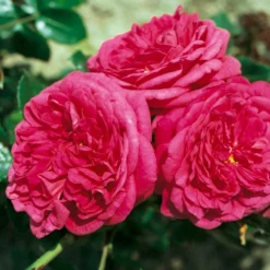 Duftende Edelrose 'Kölle's Rosensymphonie'®, Pink, Doppelbogen, Topf 7,5 Liter -Angebote Gruen Trieb Store 0460100701 KB Koelles Rosensymphonie Edelrose Cont 6l 03 51151