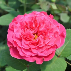 Duftende Edelrose 'Kölle's Rosensymphonie'®, Pink, Doppelbogen, Topf 7,5 Liter -Angebote Gruen Trieb Store 0460100701 KB Koelles Rosensymphonie Edelrose Cont 6l 51148