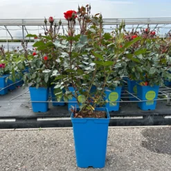 Beetrose 'Westpoint'®, Blutorange, Topf 6 Liter -Angebote Gruen Trieb Store 0460200782 Westpoint Beetrose blutorange 2 126468