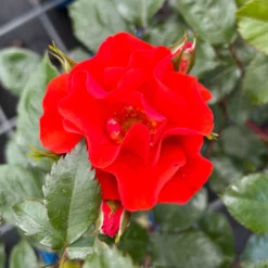 Beetrose 'Westpoint'®, Blutorange, Topf 6 Liter -Angebote Gruen Trieb Store 0460200782 Westpoint Beetrose blutorange 4 126466