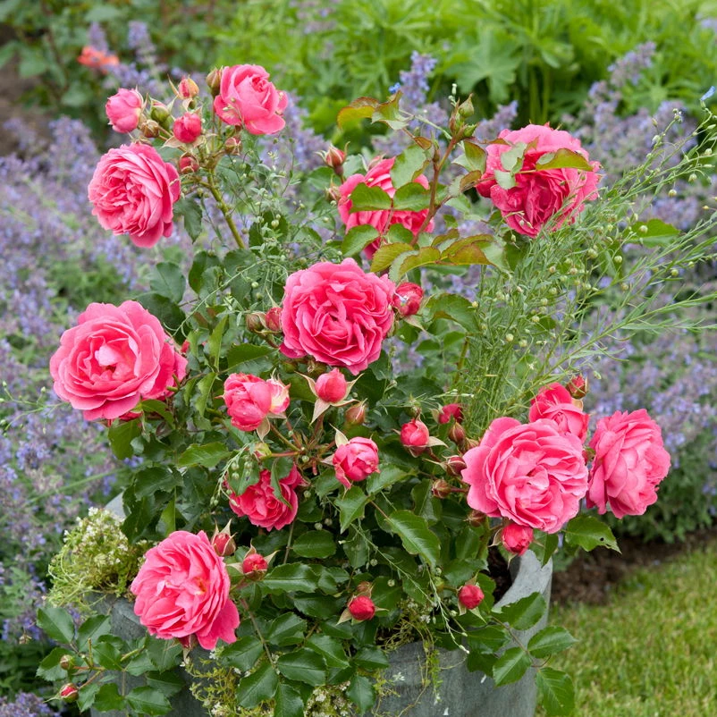 Beetrose 'Moin Moin®', Rosa, Topf 6 Liter – Bild 2