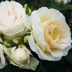 Beetrose 'Kosmos®', Cremeweiß, Topf 6 Liter