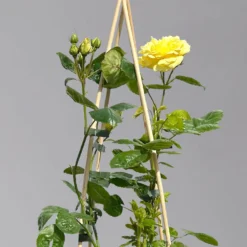 Duftende Beetrose 'Yellow Meilove®', Hellgelb, Topf 6 Liter -Angebote Gruen Trieb Store 0460200845 beetrose yellow meilove premium 1 124087