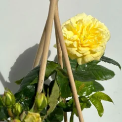 Duftende Beetrose 'Yellow Meilove®', Hellgelb, Topf 6 Liter -Angebote Gruen Trieb Store 0460200845 beetrose yellow meilove premium 4 123891