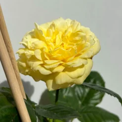 Duftende Beetrose 'Yellow Meilove®', Hellgelb, Topf 6 Liter -Angebote Gruen Trieb Store 0460200845 beetrose yellow meilove premium 5 123892