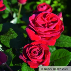 Beetrose 'Kompass'®, Rot, Topf 6 Liter -Angebote Gruen Trieb Store 0460200855 Kompass Premium Beetrose rot Bluetenzauber1 76518 1