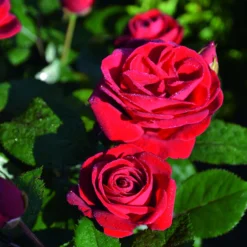 Stammrose 'Kompass'®, Beetrose, Rot, Stammhöhe 60 Cm Im 7,5 Liter Topf -Angebote Gruen Trieb Store 0460200855 Kompass Premium Beetrose rot Bluetenzauber 75088