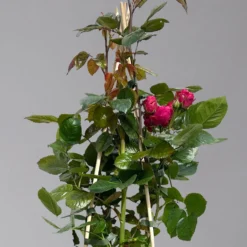 Beetrose 'Kompass'®, Rot, Topf 6 Liter -Angebote Gruen Trieb Store 0460200855 beetrose kompass 1 124089