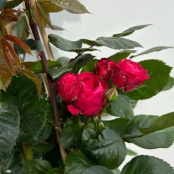 Beetrose 'Kompass'®, Rot, Topf 6 Liter -Angebote Gruen Trieb Store 0460200855 beetrose kompass 6 123895